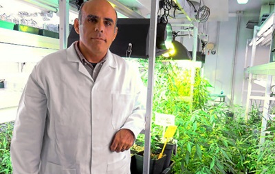 В Испании ученые создали первую легальную марихуану