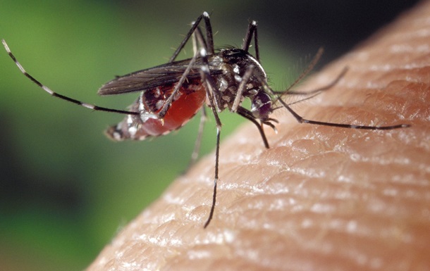 Ученые выяснили, как комары выбирают жертв для укуса 