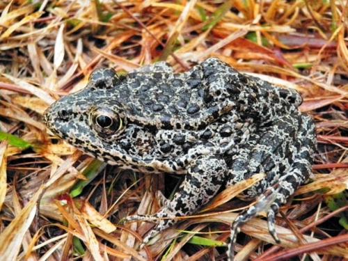 1. Dusky Gopher Frog Очень редкий вид лягушки, обитающей на юге США. Эта коренастая лягушка средних размеров когда-то была распространена в некоторых частях Алабамы, Миссисипи и Луизианы. Однако в настоящее время ее численность составляет менее 250 особей, живущих в двух небольших прудах в южной части Миссисипи.