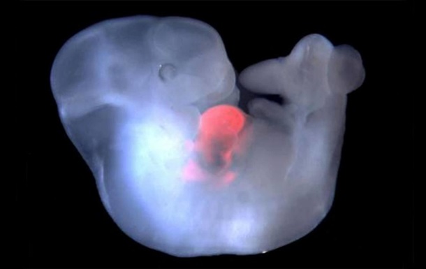 Ученые скрестили человека и обезьяну в живом эмбрионе