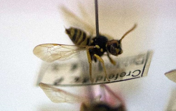 Ученые заявили о массовом вымирании насекомых