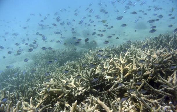 Ученые ухудшили прогноз для Большого Барьерного рифа