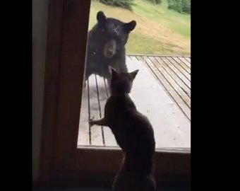 Кот спас дом от медведя Кот спас дом от медведя
