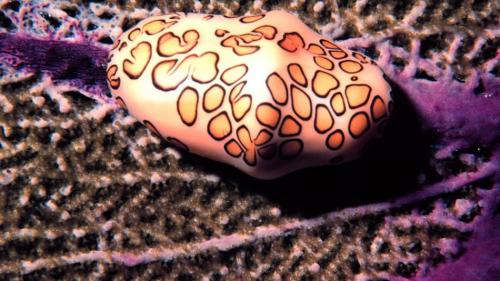 Язык фламинго обитает на коралловых рифах и известковых водорослях Карибского моря и питается коралловыми полипами горгонарий. Яркий оранжевый и розовый окрас раковины — лишь оболочка. Базовая поверхность раковины светло-кремового цвета