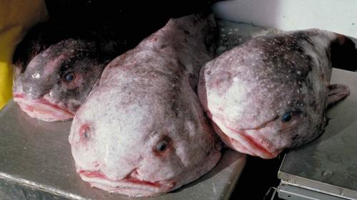 Выглядит пятнистый керчак так, словно только что вылез из ледяной воды и начал с вами беседовать, но на деле это весьма застенчивый персонаж. Он обитает в темных и очень глубоких водах, питаясь крабами и моллюсками.