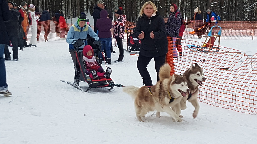 В Красногорске детей покатали на ездовых собаках в рамках праздникам