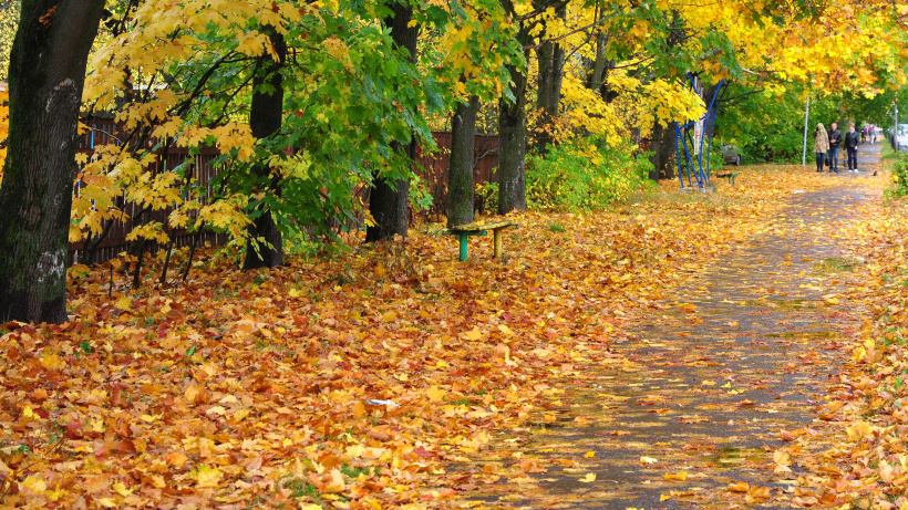 Осенние листья на дорожке на улице Сахарова в Дубне