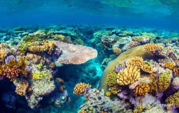Погибшие кораллы впервые сумели восстановиться 