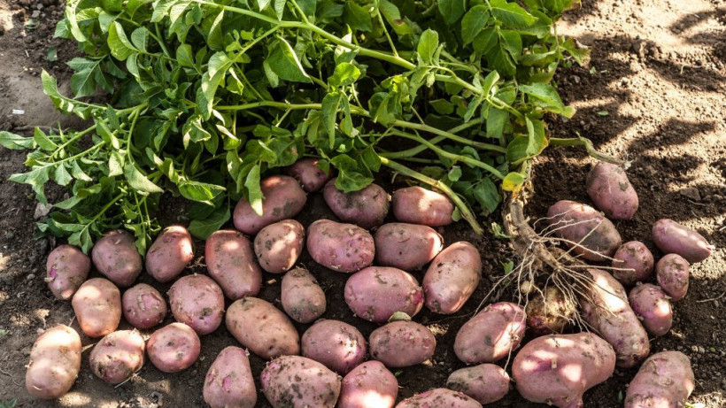 Сбор раннего картофеля стартовал на полях подмосковного сельхозпредприятия «Рота-Агро»
