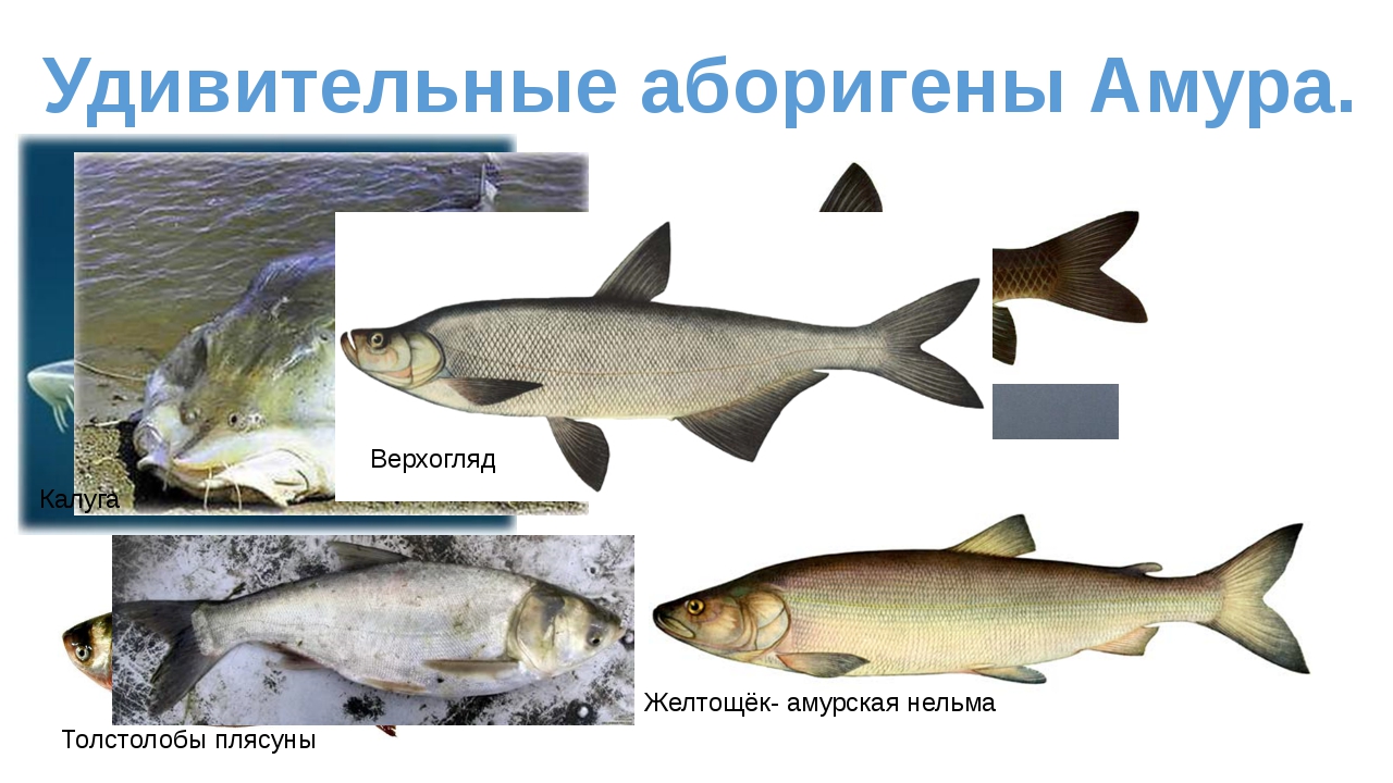 В реку Дон выпустили более 55,5 миллионов мальков рыб 