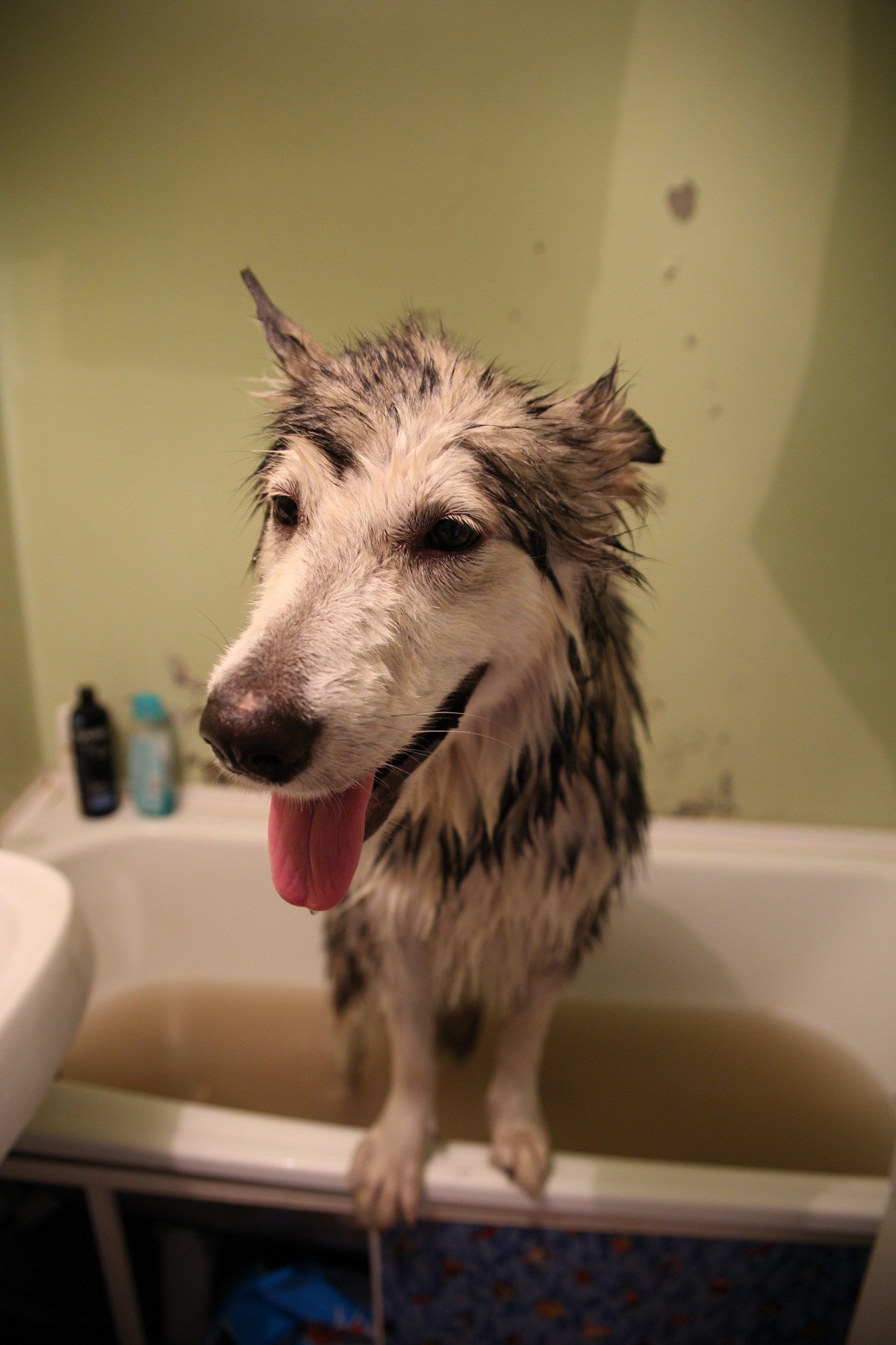 Выкупать собаку в ванне – это просто