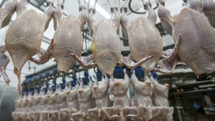 Более 111,5 тысяч тонн мяса птицы произвели в Подмосковье за полгода