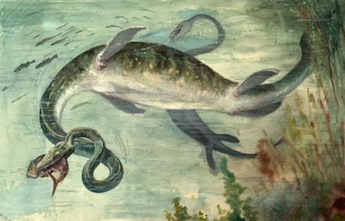 Эласмозавр Один из самых известных плезиозавров в мире, Elasmosaurus славится своей невероятно длинной шеей. Он был крайне медленным и неуклюжим, зато брал свое выносливостью. Эласмозавр преследовал добычу днями напролет и хватал ее уже в самый последний момент.