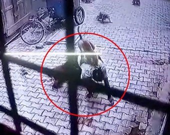 Нападение диких обезьян на мужчину попало на видео Нападение диких обезьян на мужчину попало на видео