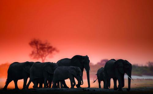 Стадо слонов. (Фото Wim van den Heever):