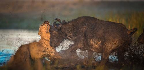 Лев не ожидал от быка такого отпора. (Фото Wim van den Heever):