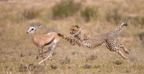 Финальный бросок гепарда. (Фото Wim van den Heever):