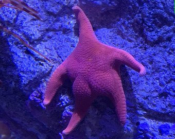 Ученые объяснили ставшие мемом ягодицы морской звезды Ученые объяснили ставшие мемом ягодицы морской звезды