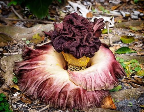 Аморфофаллус пионолистный из Китая Аморфофаллус пионолистный (Amorphophallus paeoniifolius), или Слоновий ямс, распространен гораздо больше, чем предыдущие цветы. Его огромные цветы можно встретить в тропиках от Индии до Папуа Новой Гвинеи, от Китая до Австралии. Цветы этого вида аморфофаллуса также источает неприятный запах, чтобы привлечь жуков и муж. Он цветет один раз в год в начале сезона дождей, и к октябрь уже появляются плоды.