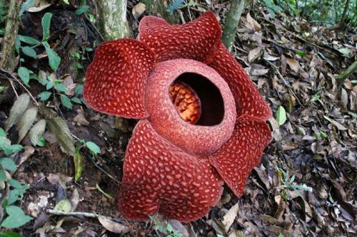 Раффлезия Арнольда из Индонезии Цветы Раффлезии Арнольда (Rafflesia arnoldii) считаются одними из самых крупных на земле: их диаметр достигает метра, а весить такой цветок может вплоть до 8 килограмм. Лепестки такого цветка почти бархатные, кроваво-красного цвета. Что интересно, у этого цветка почти нет видимых листьев или стебля — просто в какой-то момент посреди джунглей вырастает цветок прямо на земле. Однако раффлезия довольно требовательная к климату, и не каждые джунгли ей подходят: на сегодняшний день этот цветок считается довольно редким и встретить его можно только на Борнео в Малайзии и на острове Суматра в Индонезии.