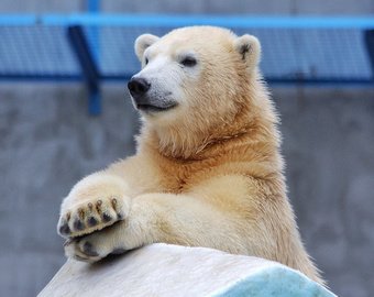 Женщина веником усмирила белого медведя Женщина веником усмирила белого медведя
