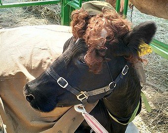 На ярмарке в Брянске коров нарядили в форму красноармейцев На ярмарке в Брянске коров нарядили в форму красноармейцев