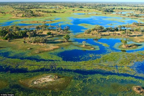 Сафари-туры от Wilderness Safaris в Ботсване. Туроператору Wilderness Safaris принадлежат 19 живописных кемпингов в дельте Окаванго, до которых можно добраться только на небольшом частном самолёте. Лучшее время для посещения: в сезон наводнений в июле и августе.