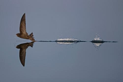 На взлет! (Фото Robin Chittenden | British Wildlife Photography Awards | PA Wire Press Association):