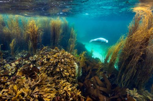 Жизнь в Саду Морских водорослей. (Фото Alex Mustard | British Wildlife Photography Awards | PA Wire Press Association):