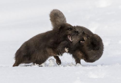 Песцы на разборках. (Фото Tracey Lund, 2020 Sony World Photography Awards):