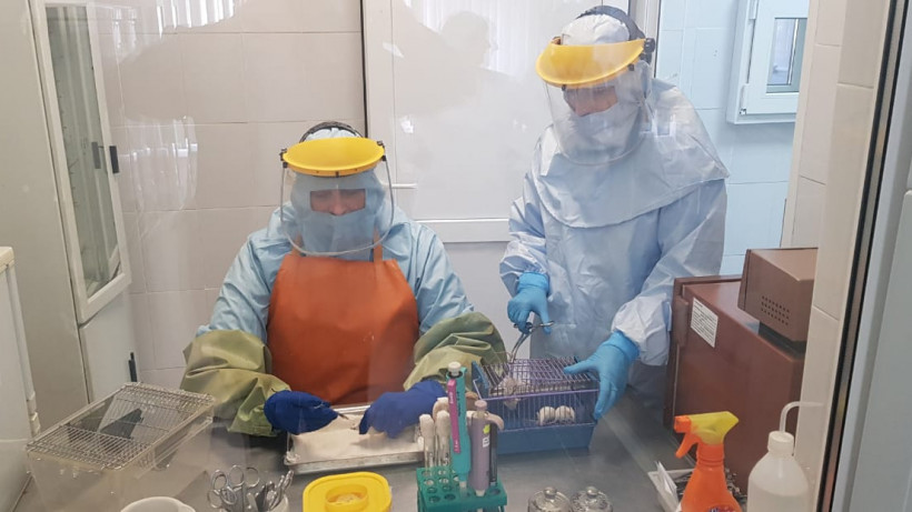 Около 440 тыс. животных получили прививку от бешенства в Подмосковье в 2019 году
