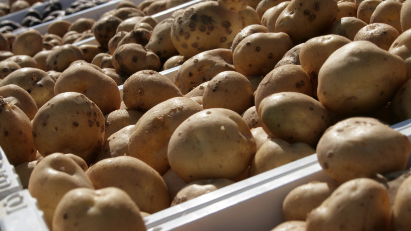 Урожай картофеля в Подмосковье вырос на 18% в 2019 году