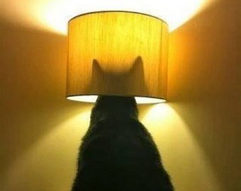 Видео с котом-мотыльком стало вирусным Видео с котом-мотыльком стало вирусным