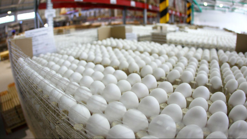 Более 100 млн яиц произвели на сельхозпредприятиях Подмосковья с начала года