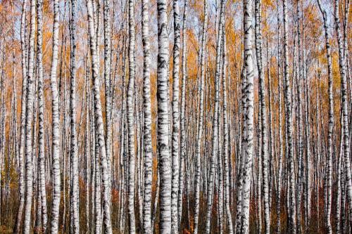 Осенний лес в Могилевской области, Беларусь. (Фото Mikhail Kapychka | 2019 British Ecological Society Photography Competition):