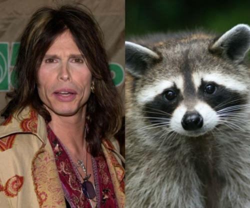 2. Стивен Тайлер — енот Это сегодня в жизни фронтмена американской группы Aerosmith присутствуют лишь наркотики, секс и рок-н-ролл, а когда-то он был владельцем ручного енота. Многие люди боятся заводить этих животных, и очень зря, ведь хоть они и проказники, но в то же время очень милые и ласковые. На одном из шоу Дэвида Леттермана Тайлер признался, что у него есть ручной енот, с которым он ежедневно ходит на рыбалку, посадив себе на плечо.