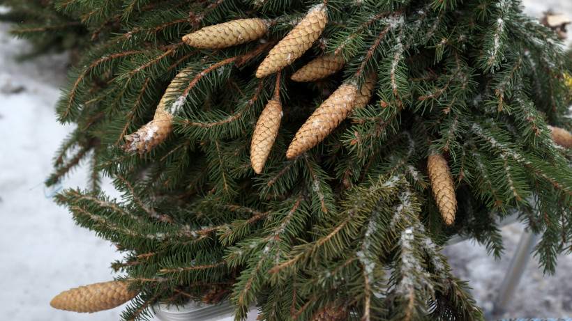 Новогоднюю елку можно будет срубить в двух питомниках Московской области