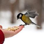 «Покорми птиц»