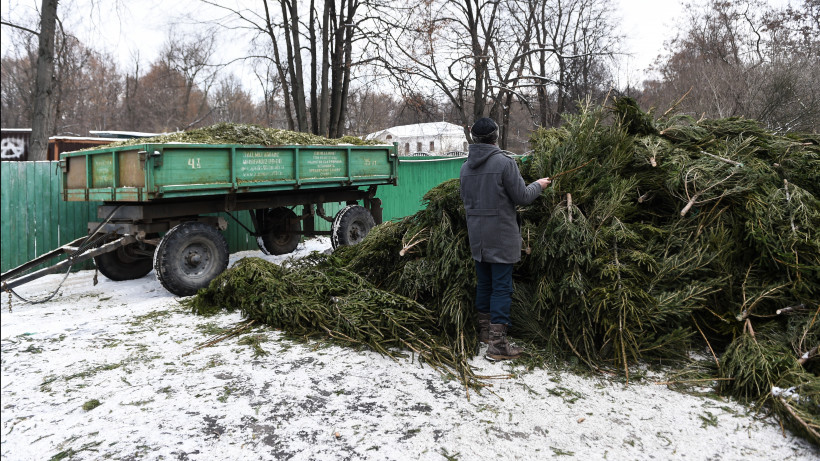 Утилизация елок после Нового года в Москве