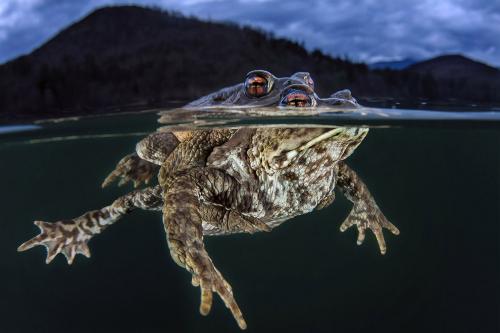 Чем отличаются жабы и лягушки? Визуальное отличие одних от других состоит в том, что кожа жаб бородавчатая. (Фото Claudio Zori | Ocean Art):