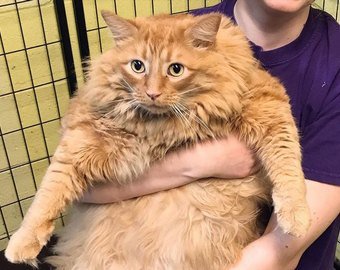 Кота-гиганта посадили на строгую диету Кота-гиганта посадили на строгую диету