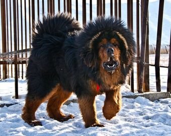 МАСТИФ ЗАЩИТИЛ СТАРОГО ВОЛКА ОТ СТАИ МАСТИФ ЗАЩИТИЛ СТАРОГО ВОЛКА ОТ СТАИ