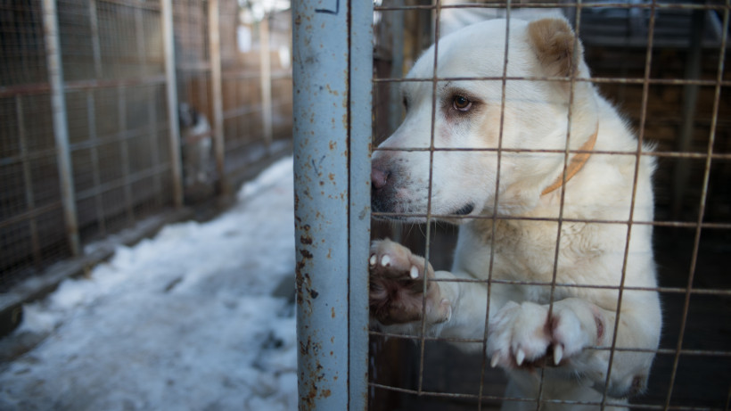 Почти 160 млн рублей выделили в Подмосковье на отлов и содержание безнадзорных собак