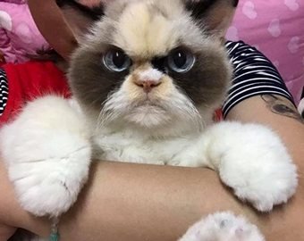 Пользователи Сети нашли "наследницу" Grumpy Cat Пользователи Сети нашли "наследницу" Grumpy Cat