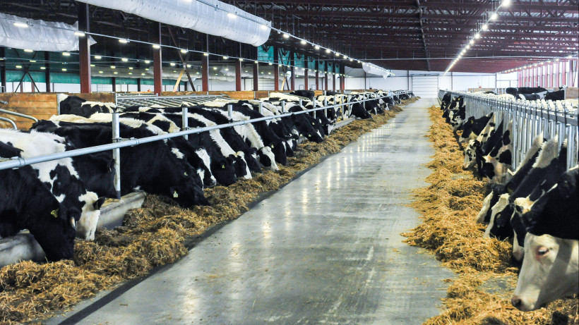 Молочная продуктивность коров в племенных хозяйствах Подмосковья увеличилась на 4,5% в 2019 году