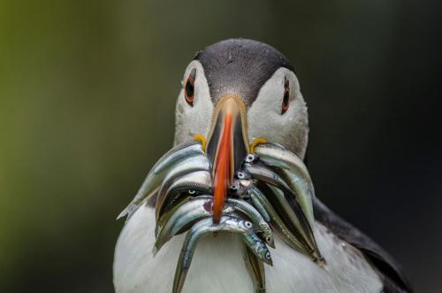 Пора кормить птенцов. (Фото Jason Davies | 2020 UK National Parks Photography Competition):