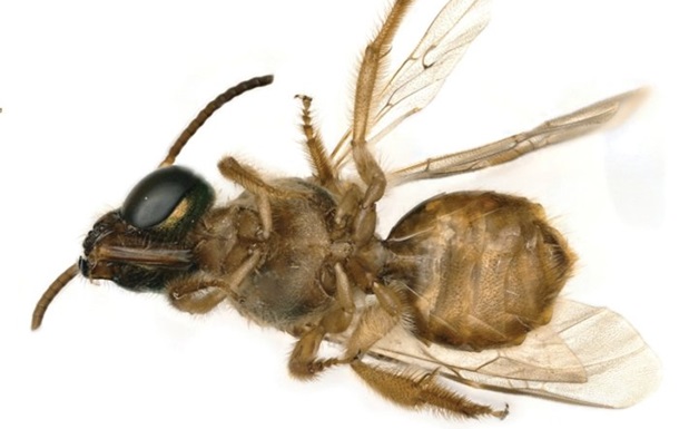 Найдена первая живая пчела-гермафродит