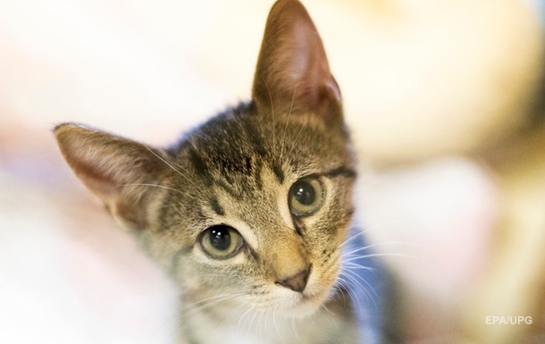 Коты могут заражать людей коронавирусом - ученые