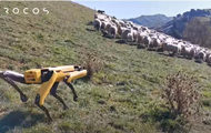 Робот-пес Spot научился пасти овец