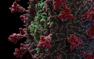 Создана самая подробная 3D модель коронавируса